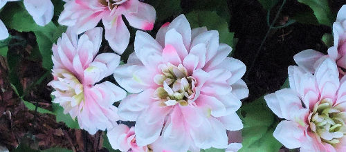 Flowers