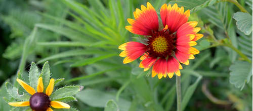 Spring Flowers