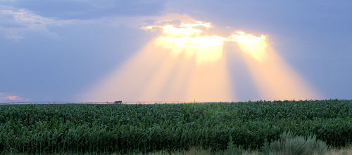 Sun Rays